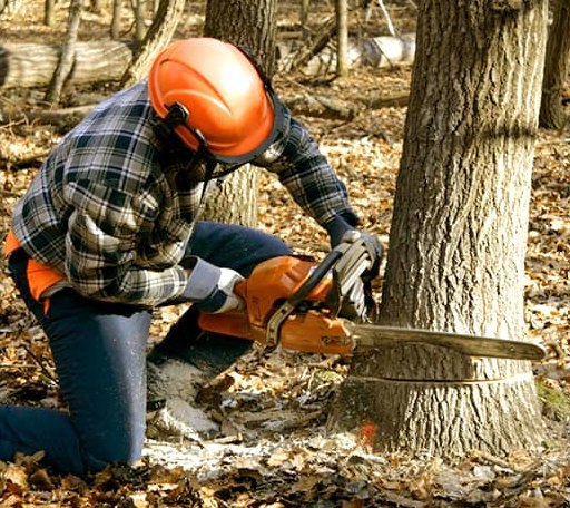 Tree Removal in Kingsford, MI